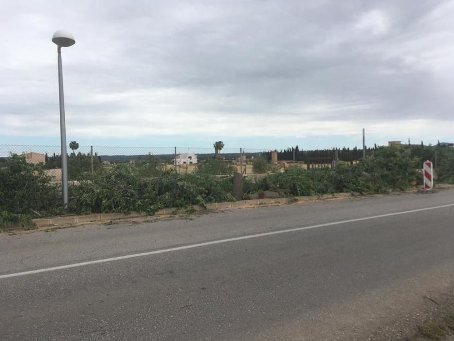 Tala de árboles en Sant Jordi (Palma)