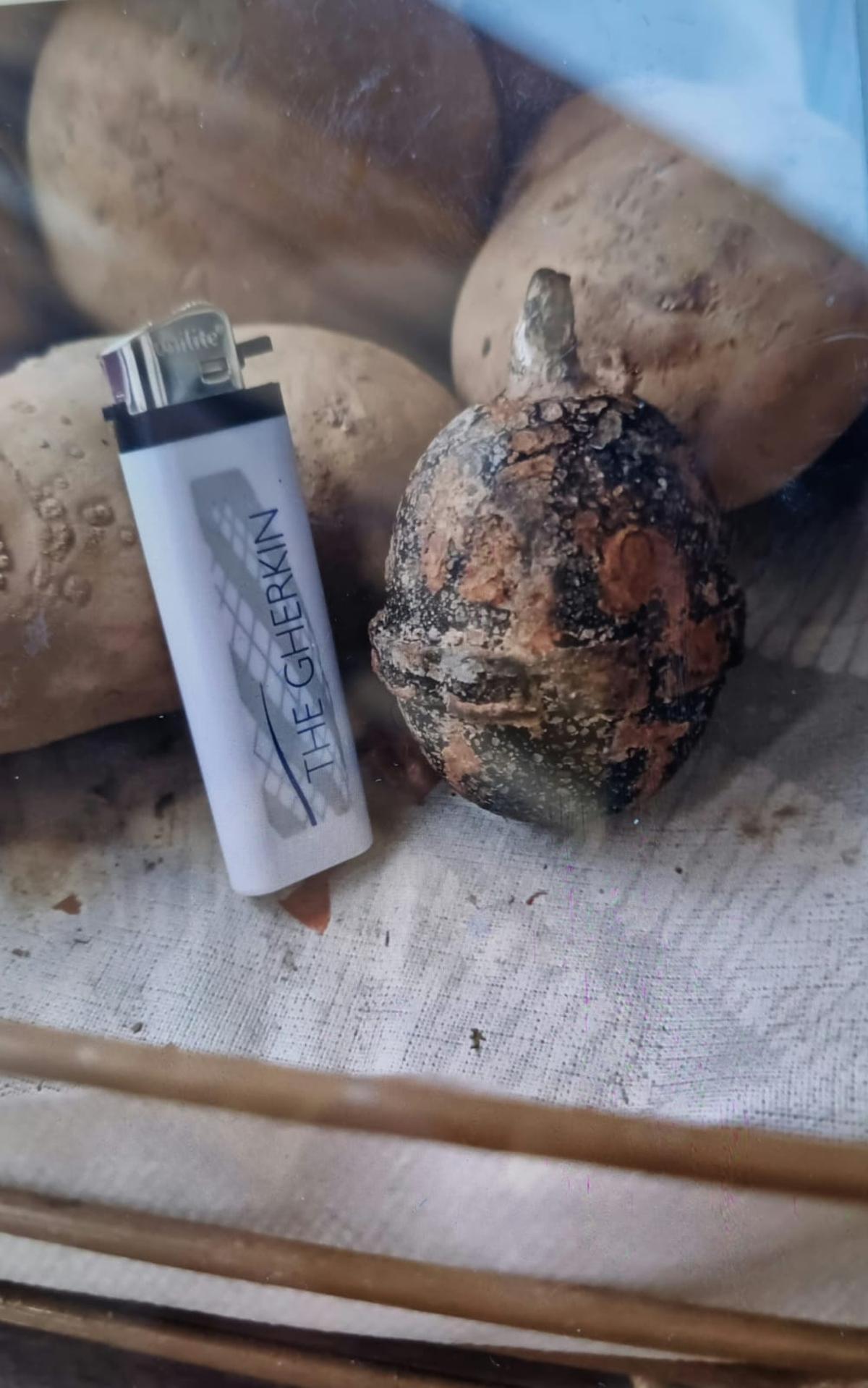 La granada, colocada entre las patatas, junto a un mechero que da idea de su tamaño.