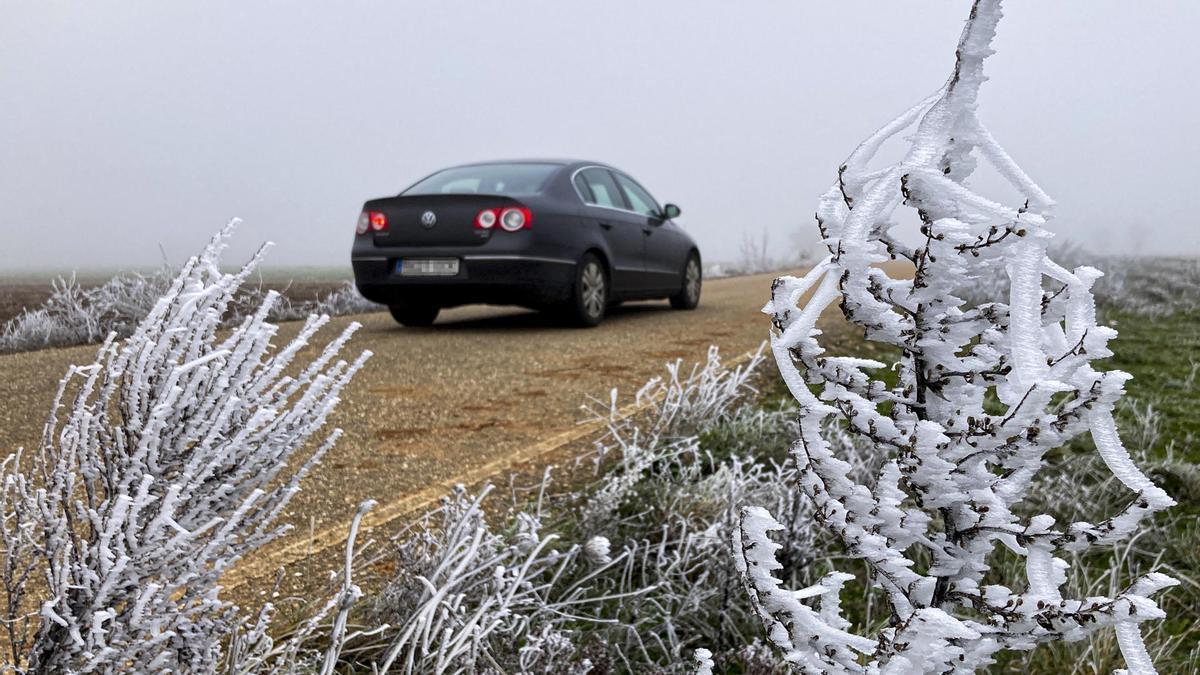 Cencellada en un campo de Extremadura.