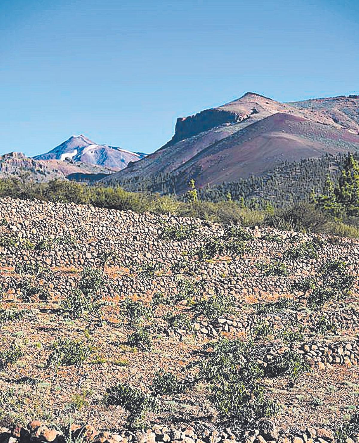 Imagen de las viñas en los frontones
