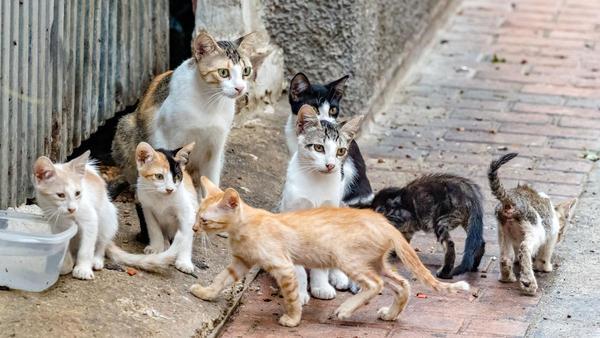 Mascotas: Los veterinarios reclaman la identificación de gatos y hurones