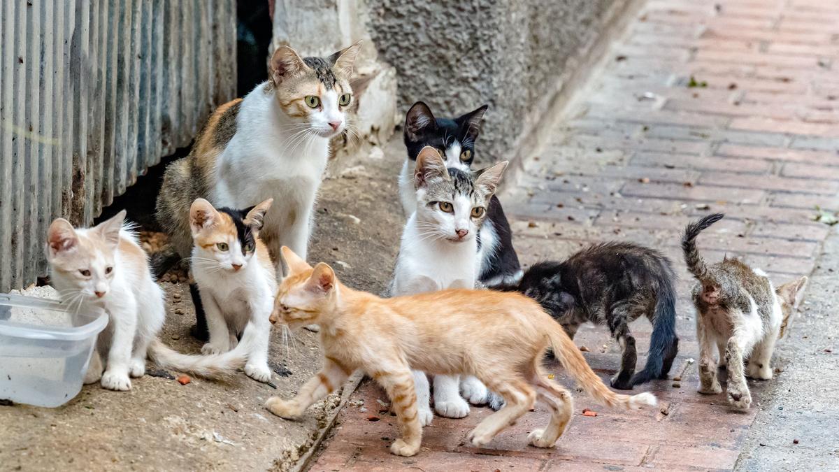 Gatos callejeros en Benidorm