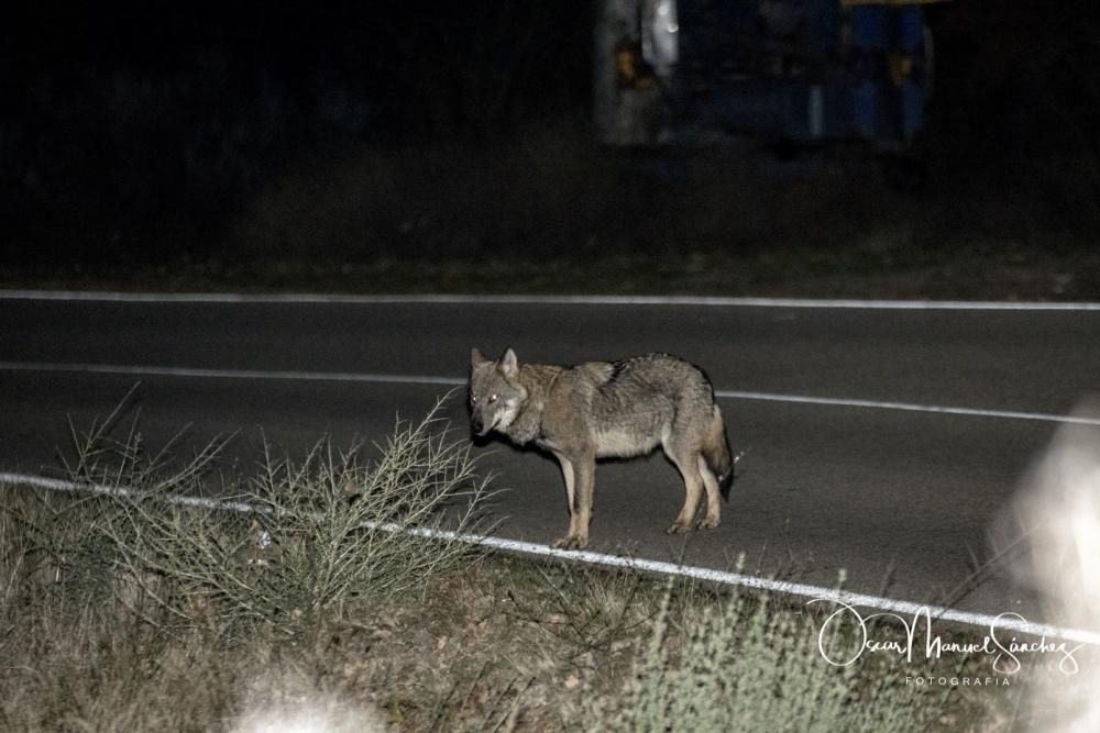 Los lobos se pasean por el asfalto en Sanabria