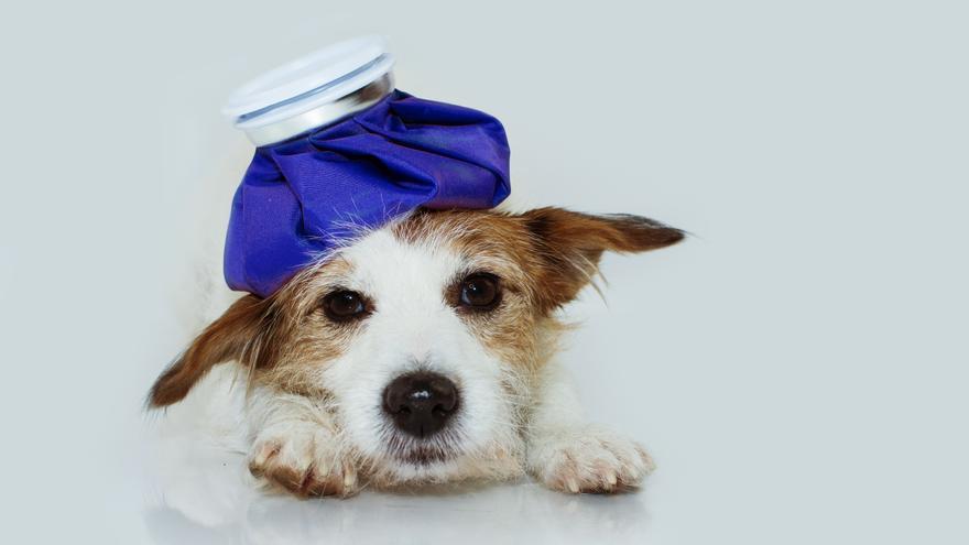 PIOMETRA EN PERROS | Qué es la piometra canina: síntomas y tratamiento