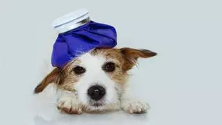 ¿Mi perro tiene fiebre? Todo lo que debes saber