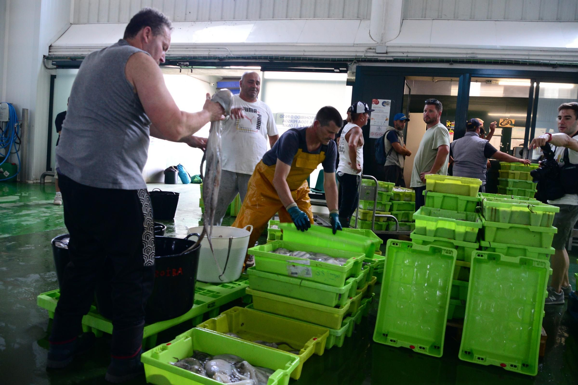 El inicio de la campaña del pulpo en el puerto de Bueu