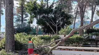 Los fuertes vientos causan daños en Morvedre: árboles caídos y mobiliario urbano afectado