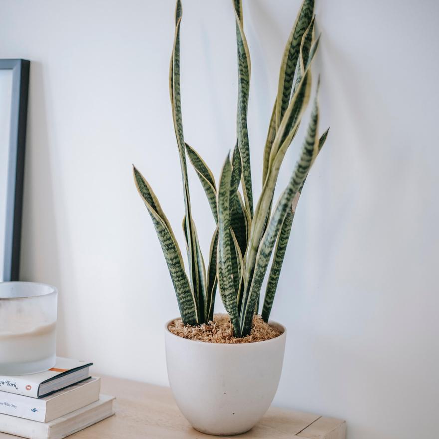 PLANTAS DE INTERIOR | Las 5 plantas para tu hogar que necesitan poca luz: sansevieria  o lengua de suegra