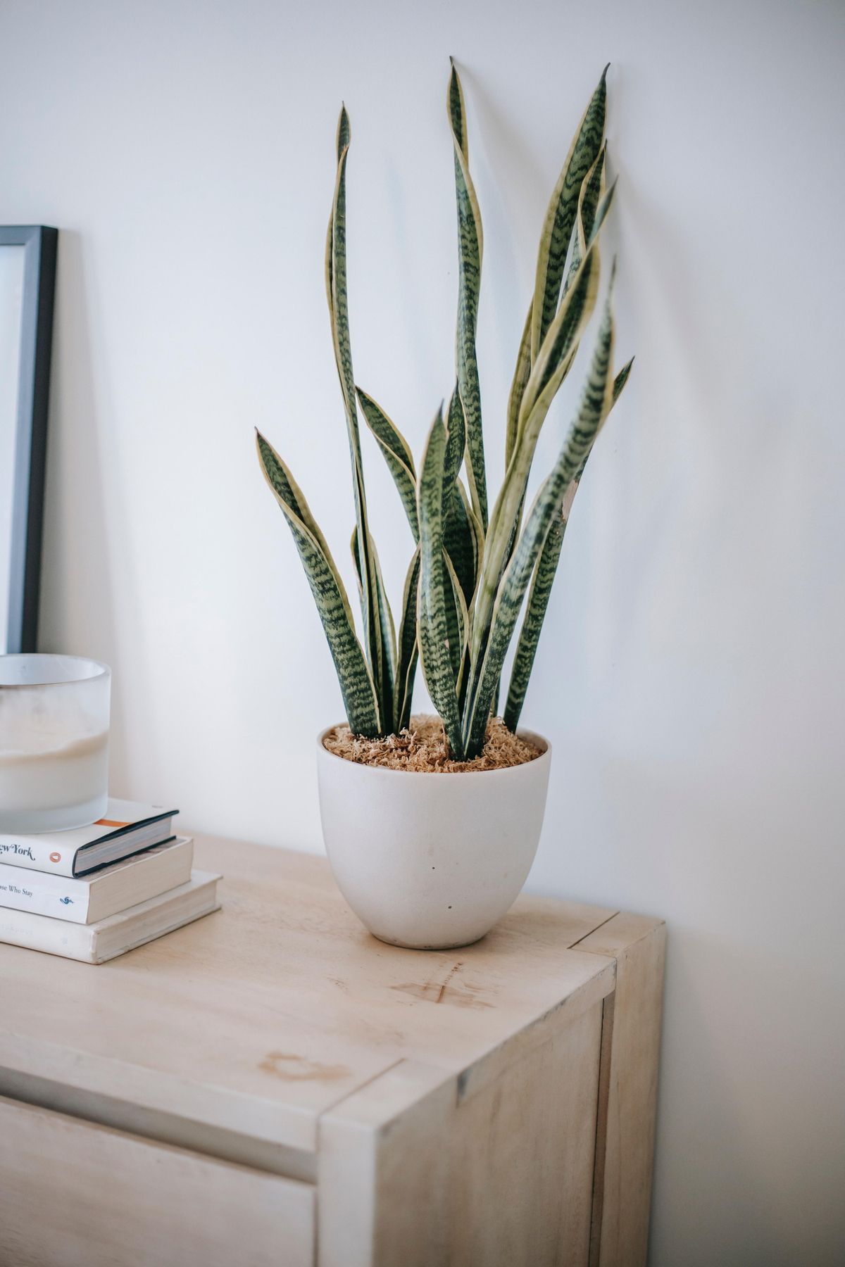 PLANTAS DE INTERIOR | Las 5 plantas para tu hogar que necesitan poca luz: sansevieria  o lengua de suegra