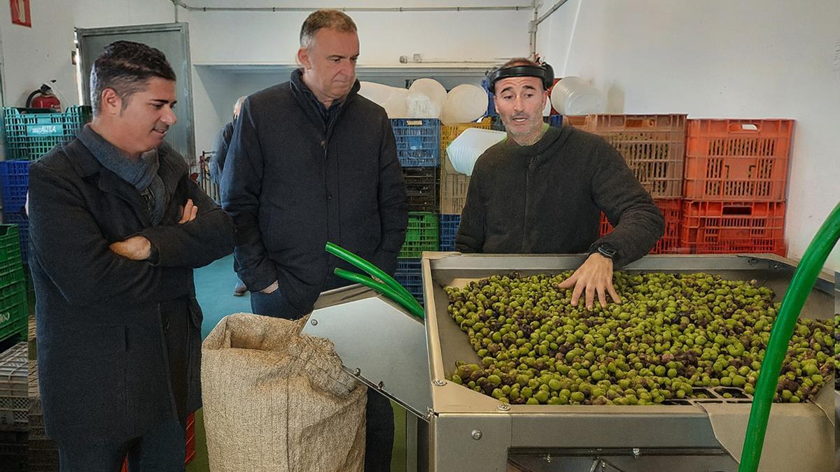 El alcalde de Altea, Diego Zaragozi, (en el centro) y el concejal de Agricultura, Jose Orozco, atienden las explicaciones del encargado de la almazara municipal, Juanjo Lloret.