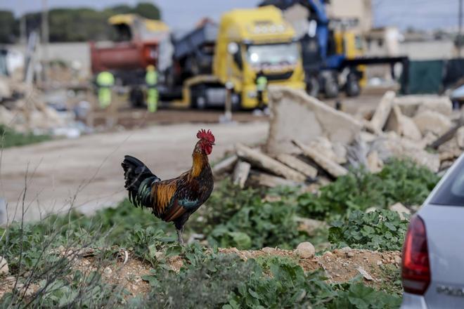 El ayuntamiento de Palma derriba cinco construcciones ilegales en Son Banya