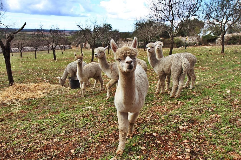 Mallorcas Alpakas suchen ein neues Zuhause
