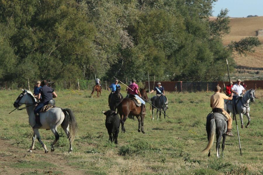 Encierro taurino en San Miguel de la Ribera