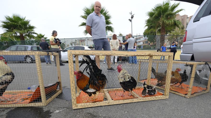 Captura de gallos y gallinas en La Paterna: 107 aves retiradas para hacer frente a la plaga de ratas