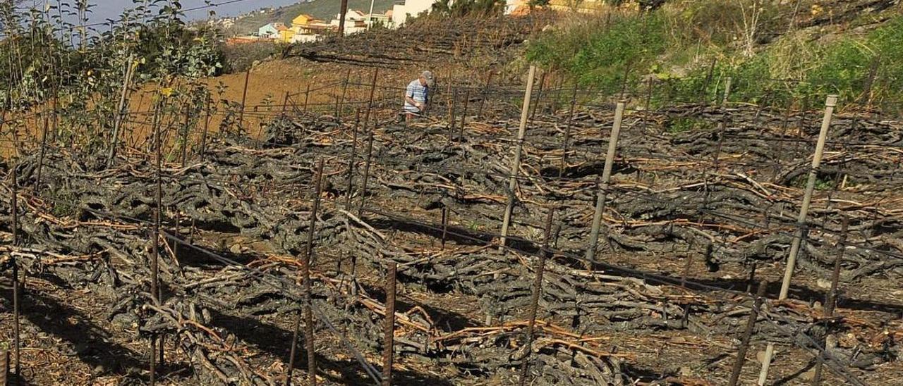 Viñas cultivadas con el sistema de cordón trenzado