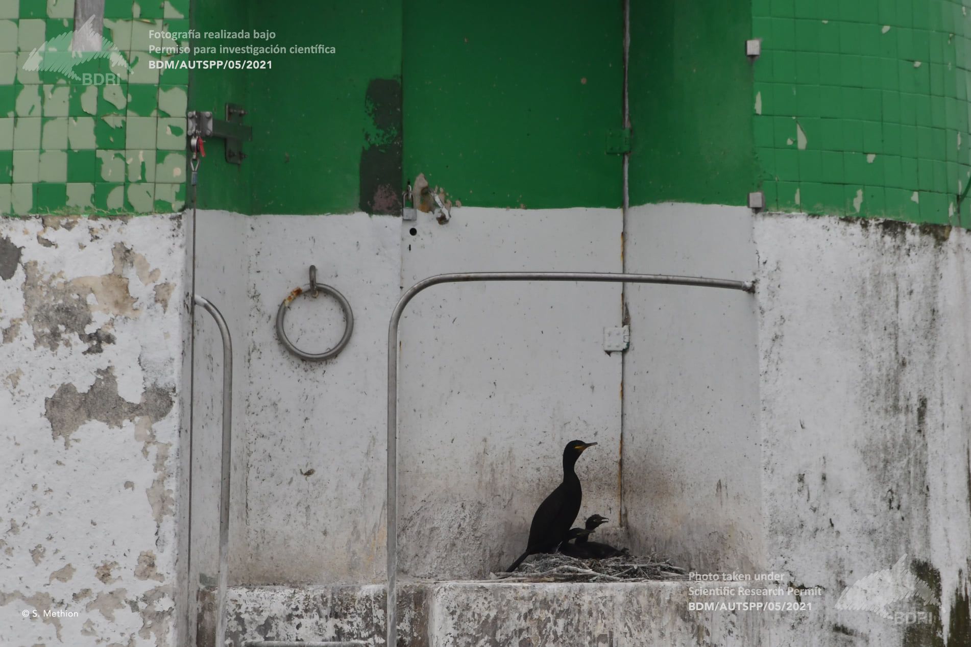 Imagen del nido de cormorán captada por el BDRI en una boya de señalización de la ría de Arousa.