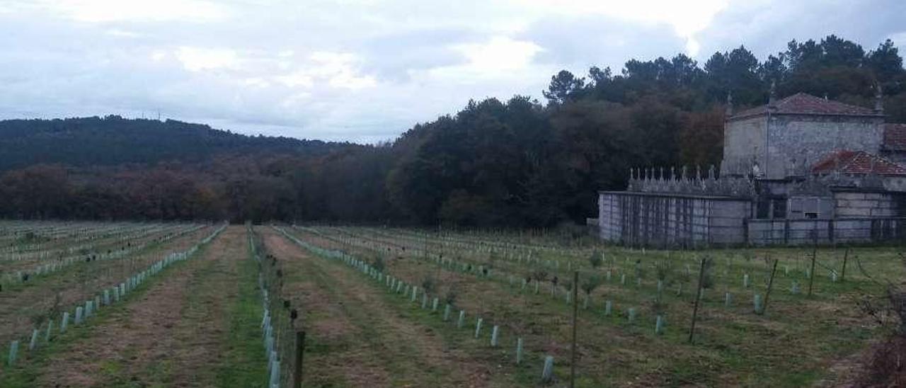 Finca de Telmo del Río al lado de la rectoral. // A.F.