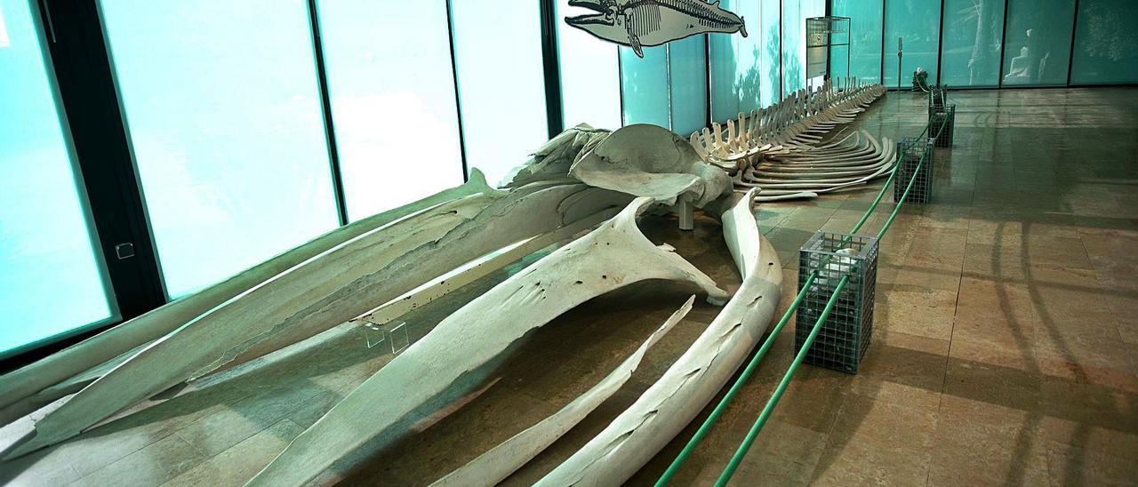 El esqueleto que se expone en el Museo Municipal de Ciencias Naturales mide 18 metros. | J.M LÓPEZ
