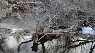 Piden retirar los troncos del río Jerte en Plasencia