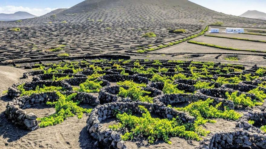 Los frutos de la tierra volcánica canaria