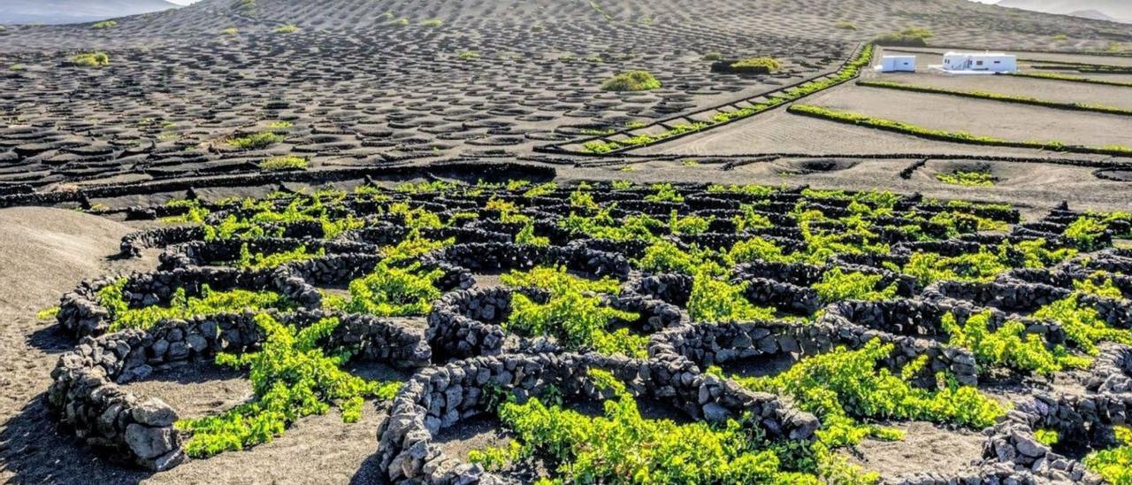 Los frutos de la tierra volcánica canaria