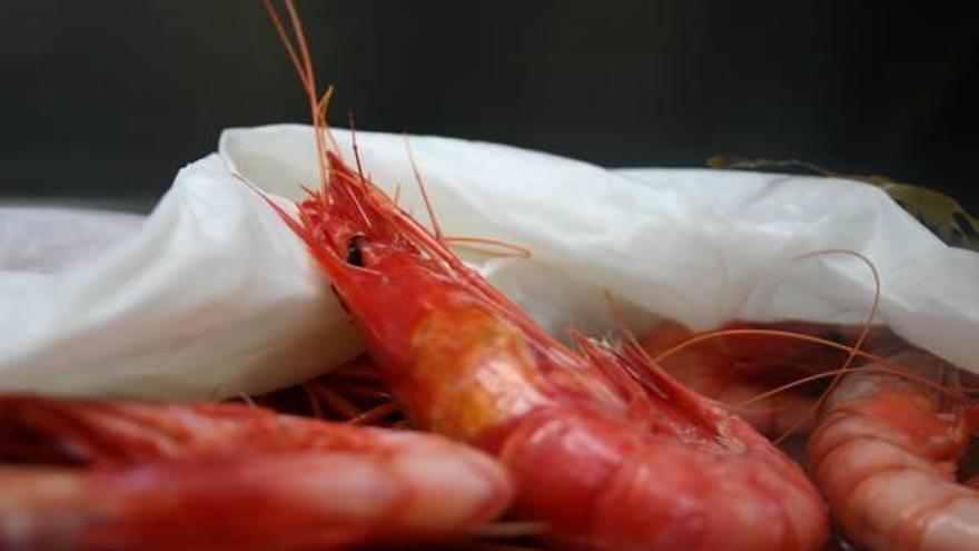 La gamba roja de Dénia ya tiene a sus ocho finalistas