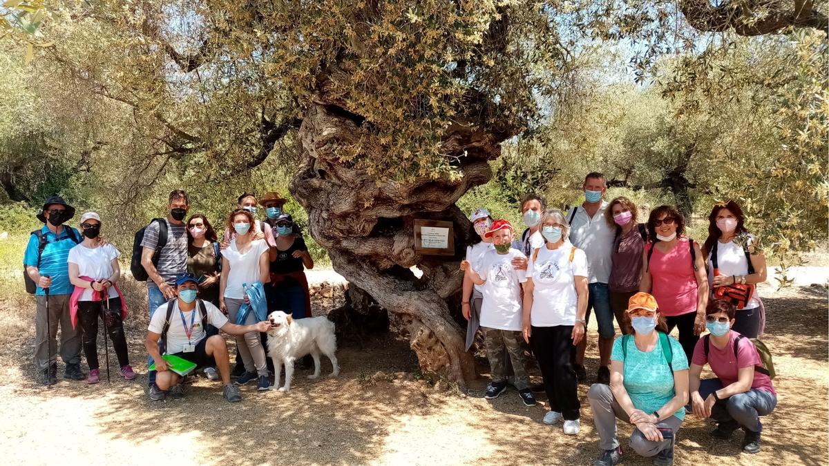 Visita guiada a olivos milenarios.