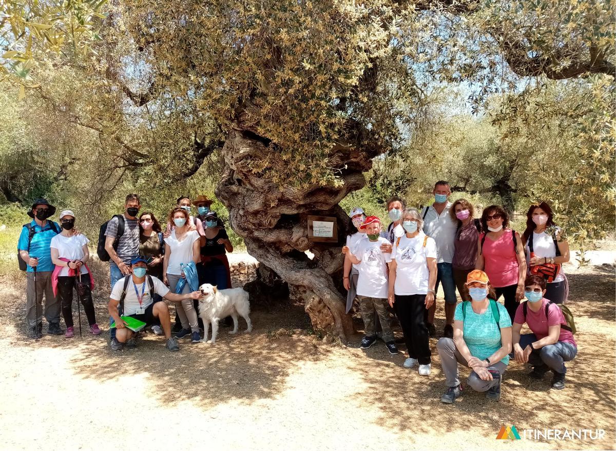Visita guiada a olivos milenarios.