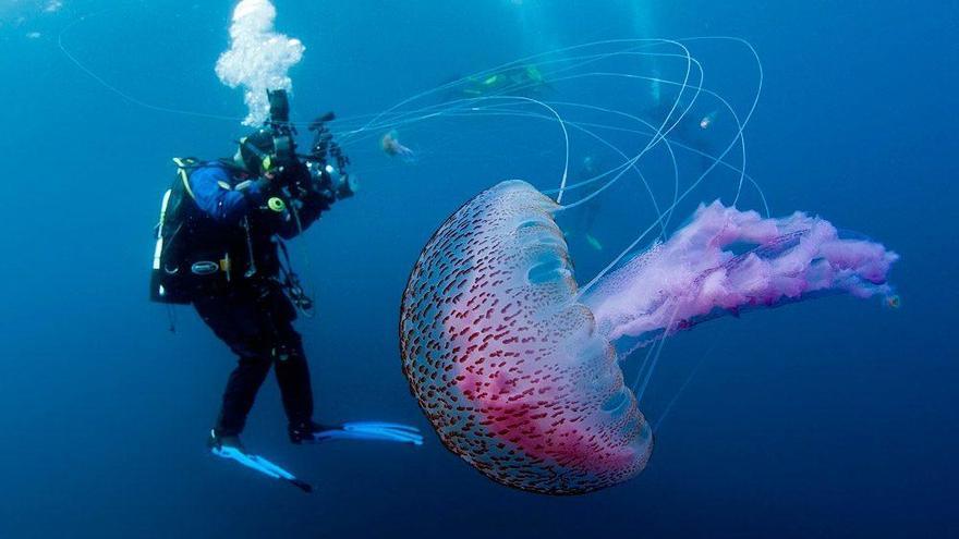 Advierten de la llegada de miles de medusas a Cabo de Palos