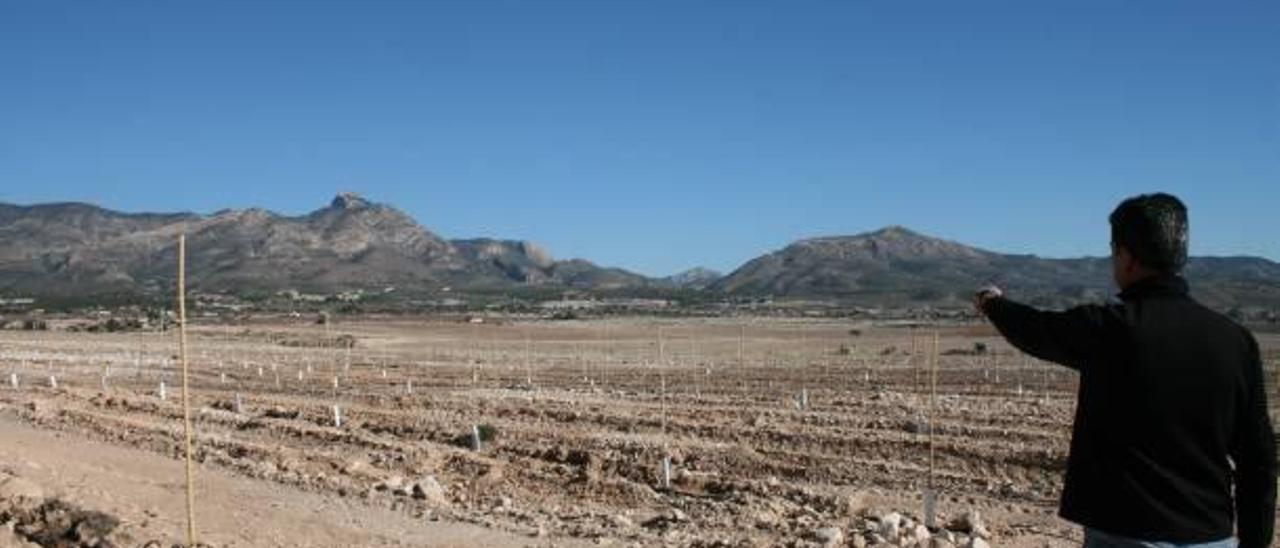 Nueva plantación de granada en una superficie de 170 hectáreas.