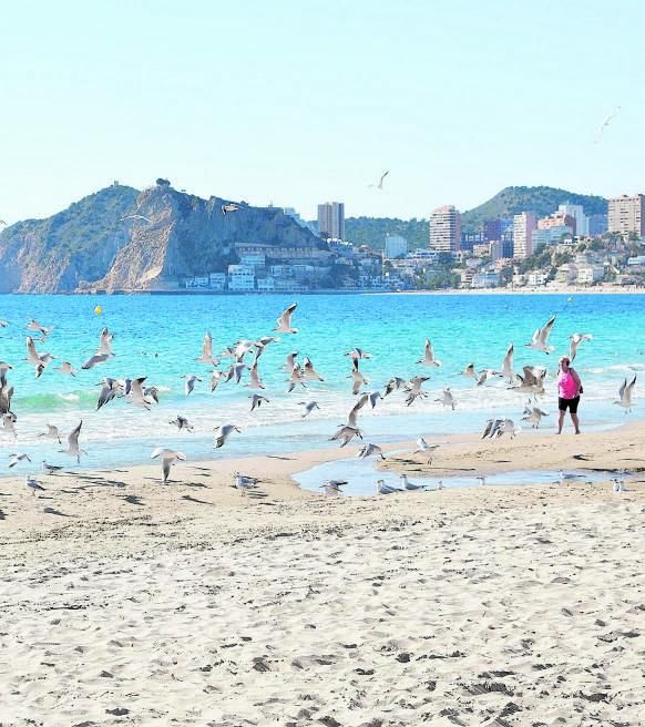 Un turista pasea por la playa de Benidorm.