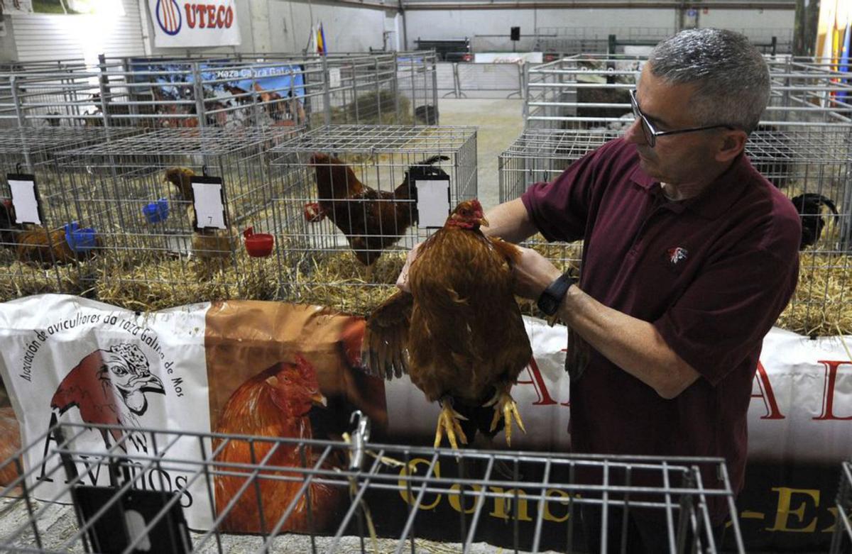 Un jurado examina una gallina de Mos. |  Bernabé/Javier Lalín