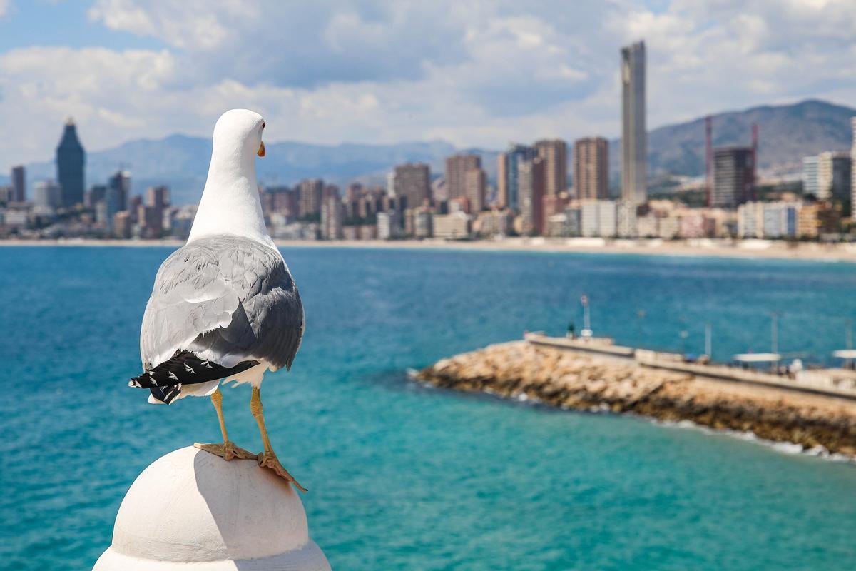 Una gaviota en Benidorm (Alicante).