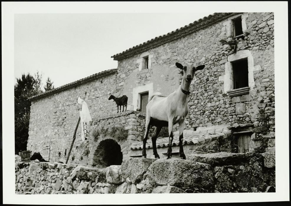 Fotografia de la façana d'una masia, on hi trobem cabres