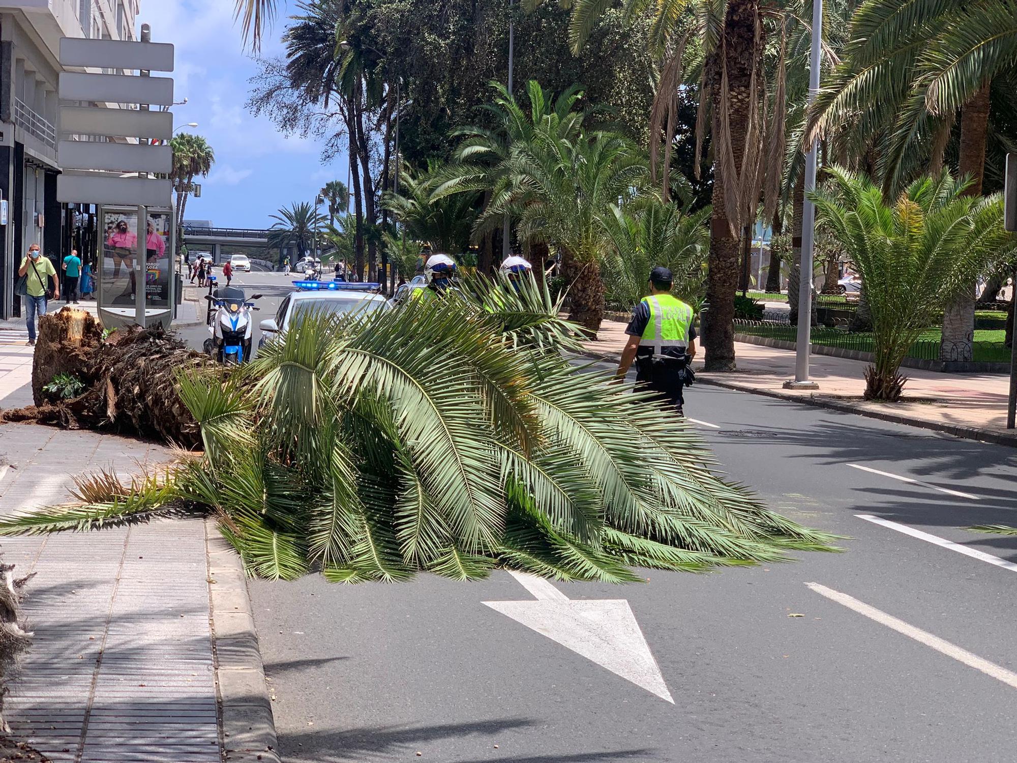 Caída de una palmera en la calle Muelle Las Palmas