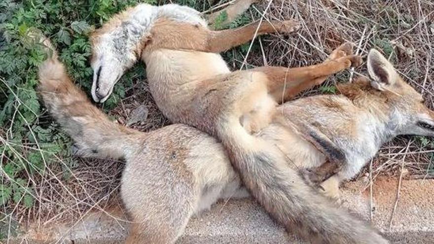 Investigan la aparición de tres zorros muertos en un paraje de la Barraca