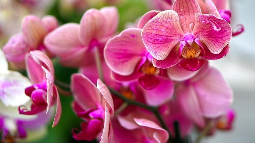 ORQUÍDEAS | Cómo cultivar orquídeas en casa y conseguir que vuelvan a  florecer