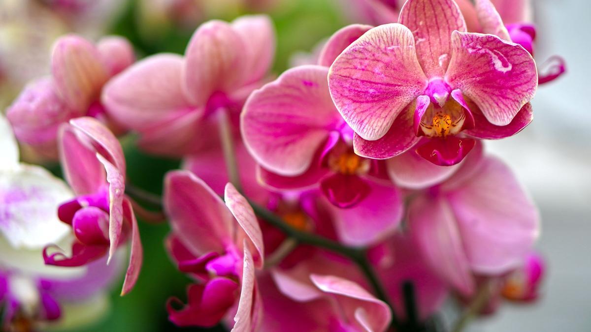 Las orquídeas pueden cultivarse en casa