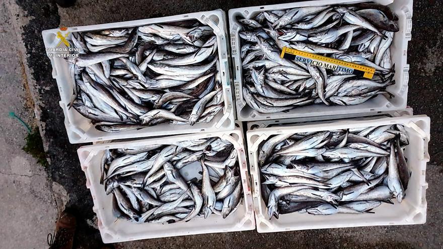 Incautados en Ribeira más de 140 kilos de merluza inmadura