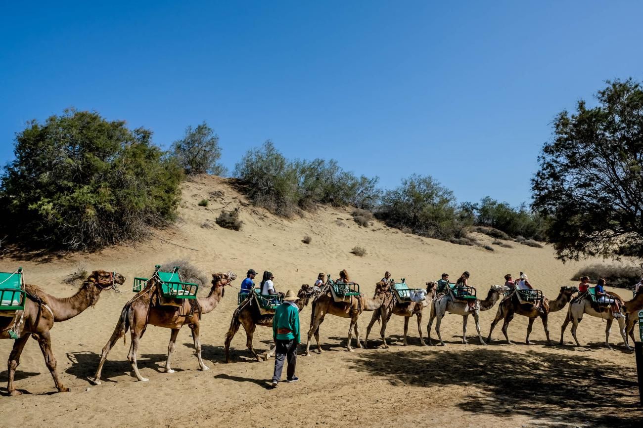 Los camellos en las Dunas de Maspalomas