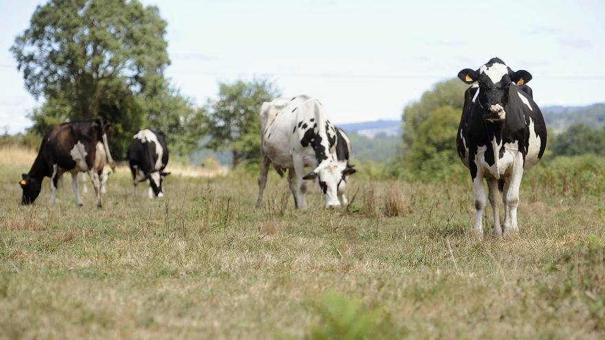 Detectados en Galicia los dos primeros brotes del “COVID” de las vacas