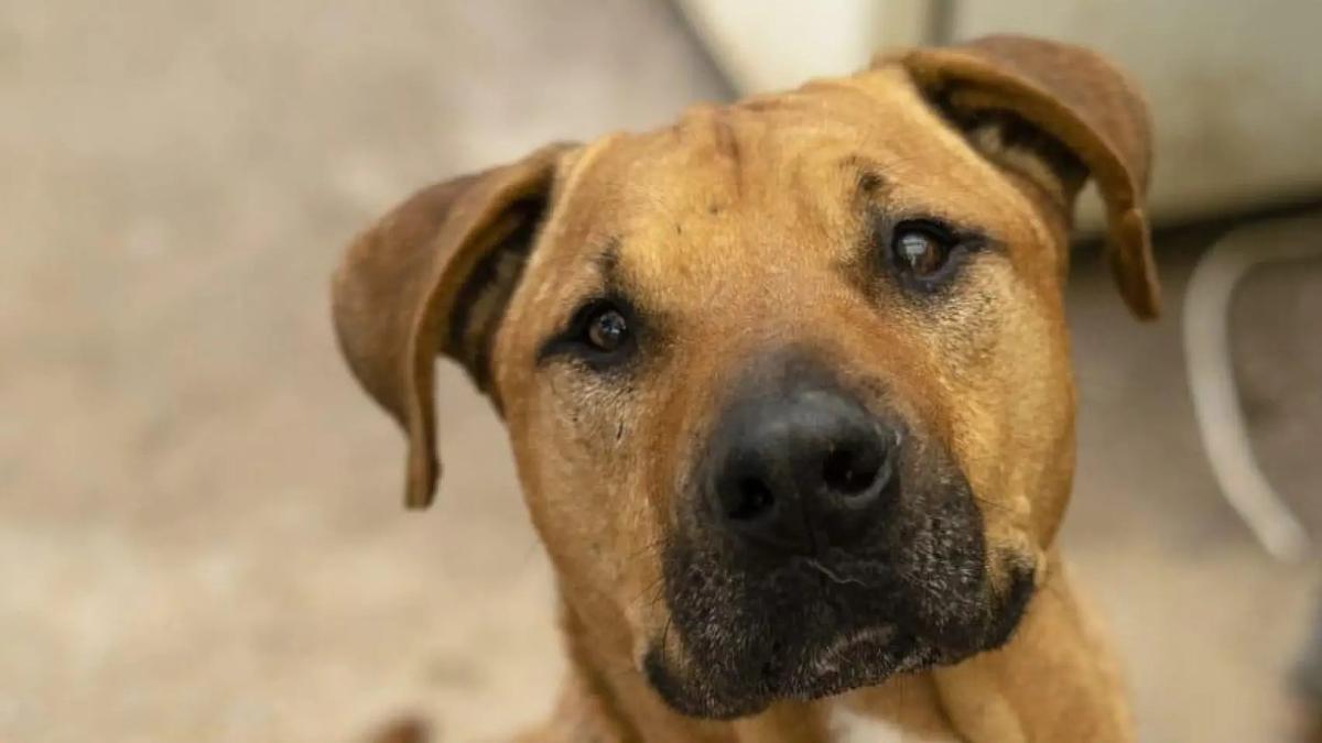 Mango, el perro sustraído.