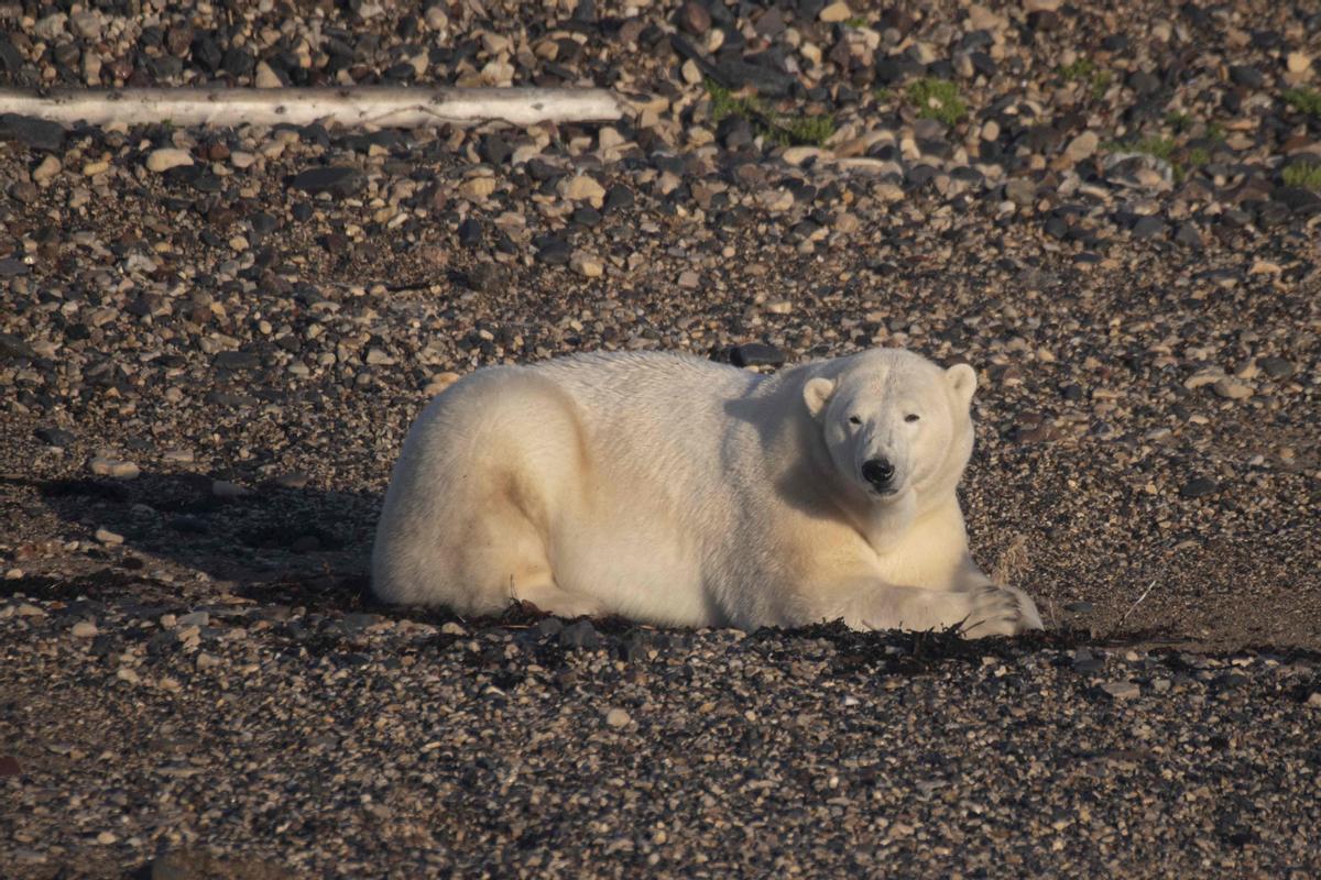 Así viven los osos polares en Hudson Bay, cerca de Churchill (Canadá).