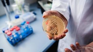 Un investigador examina el hongo ’Candida Auris’ en un laboratorio de Wurzburgo (Alemania).
