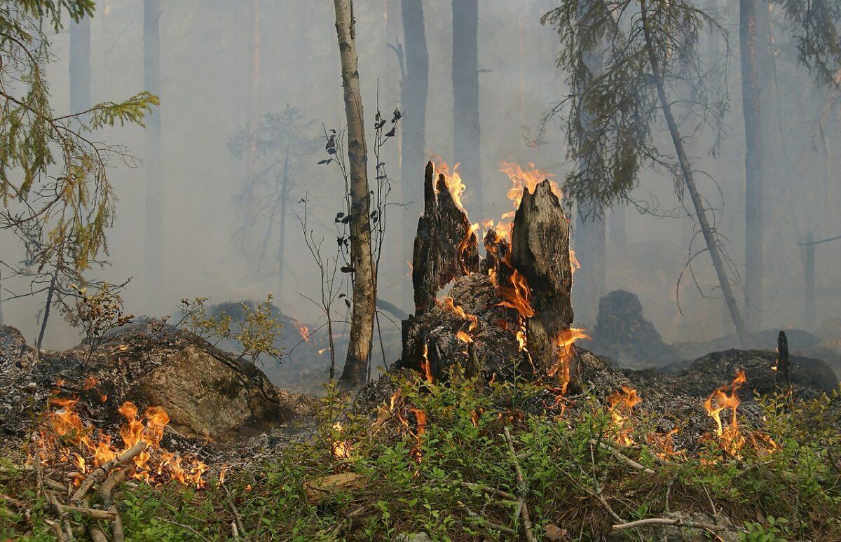 La vuelta de los bisontes a España ayudaría a reducir incendios