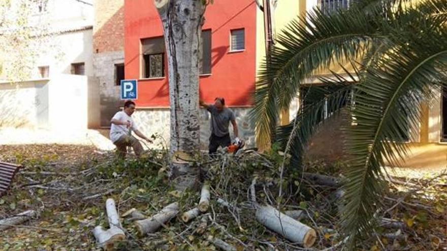 La presencia de un hongo obliga a talar decenas de árboles en la Llosa de Ranes