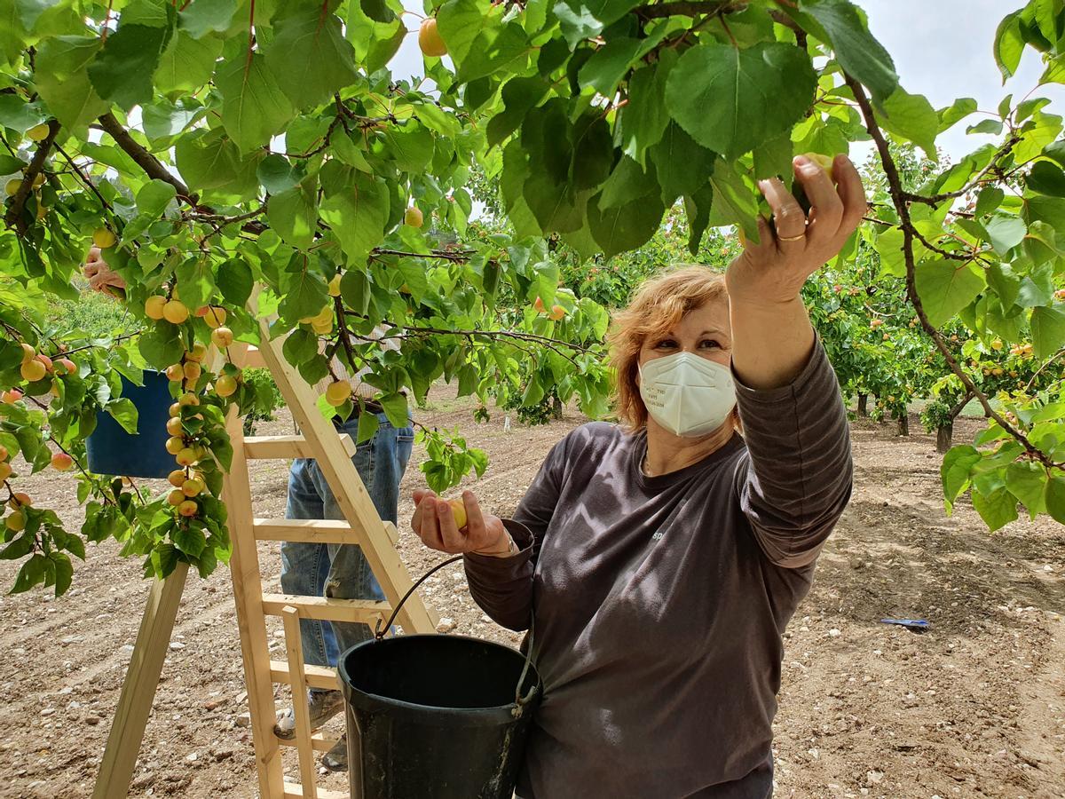 Porreres prevé recolectar 26 toneladas de albaricoques