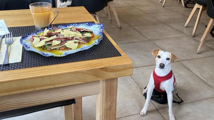 Pipper, el perro influencer, posa en un restaurante.