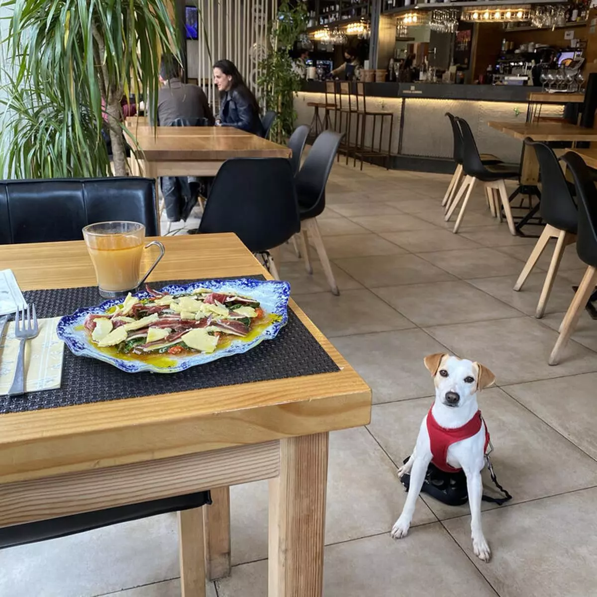 ¿Tienes perro y vives en Badajoz? En estos restaurantes las mascotas son bienvenidas