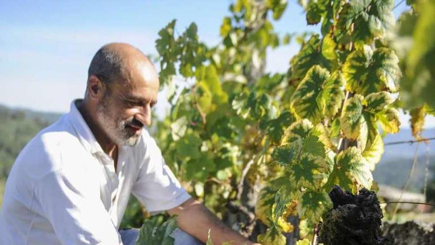 Lorenzo muestra las uvas de Palomino para vinagre. // B. Lorenzo